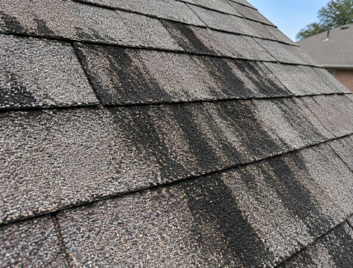 Close view of dark algae streaks between rows of architectural asphalt shingles on a Texas roof